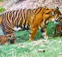Тигр с тигрятами