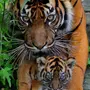 Тигр с тигрятами