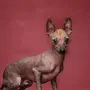 Лысая собака ксолоитцкуинтли