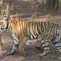 Тигр на охоте