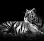 Тигр На Черном Фоне Картинки