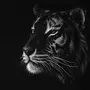 Тигр На Черном Фоне Картинки