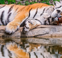 Лежащего тигра
