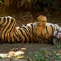 Лежащего Тигра