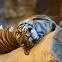 Лежащего Тигра