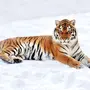 Лежащего тигра