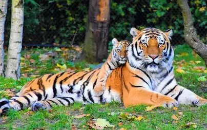 Обои на телефон тигр