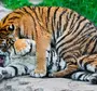 Тигр И Тигрица Любовь Картинки