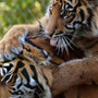 Тигр и тигрица любовь картинки