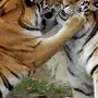 Тигр и тигрица любовь картинки