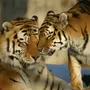 Тигр И Тигрица Любовь Картинки