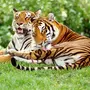 Тигр И Тигрица Картинки