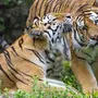 Тигр и тигрица картинки