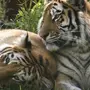 Тигр И Тигрица Картинки