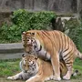 Тигр и тигрица картинки