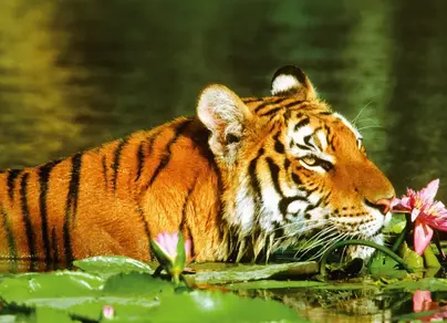 Тигр в цветах картинки