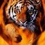 Картинки огненный тигр