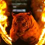 Картинки Огненный Тигр