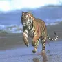 Тигр в покое и в прыжке