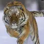 Тигр В Покое И В Прыжке