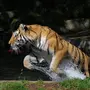 Тигр в покое и в прыжке