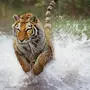 Тигр В Покое И В Прыжке