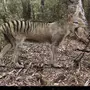 Тасманский Тигр