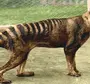 Тасманский тигр