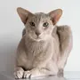 Ориентальная Кошка