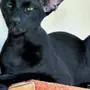Ориентальная кошка