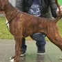 Немецкий боксер собака