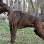 Немецкий Боксер Собака