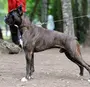 Немецкий Боксер Собака