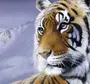 Картинки На Рабочий Стол Тигр
