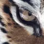 Взгляд тигра