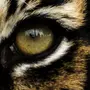 Взгляд тигра