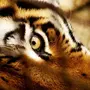 Взгляд Тигра