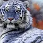 Синий Тигр