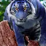 Синий Тигр