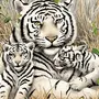 Семья тигров картинки