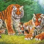 Семья тигров картинки