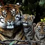 Семья Тигров Картинки