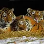 Семья Тигров Картинки