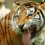Тигры разных пород