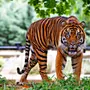 Тигры разных пород