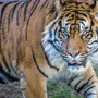 Тигры Разных Пород