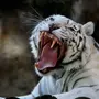 Оскал тигра