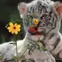 Картинки тигренка