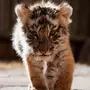 Картинки тигренка