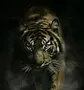 Картинки тигра на телефон